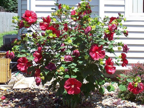 Hibiskus cvjeta krajem kolovoza