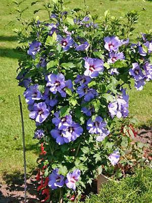 Sirijski hibiskus Ardens