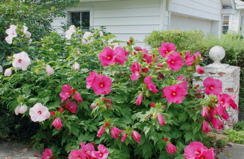 fotografija sadnje i njege zeljastih hibiskusa