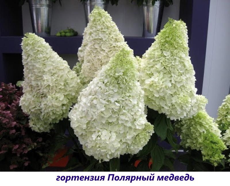 hortensia ijsbeer