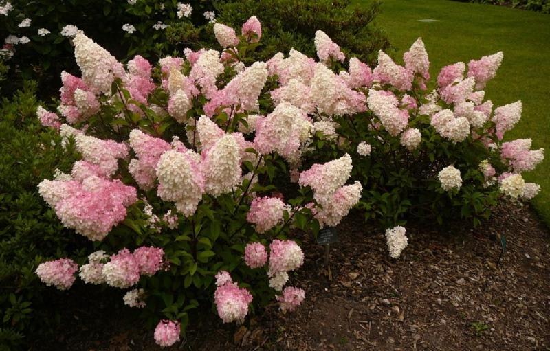 pluimhortensia soorten met foto