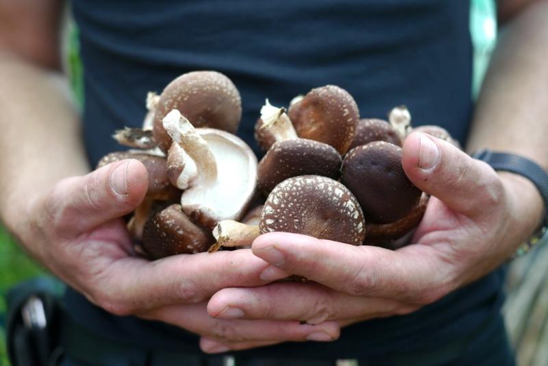 contra-indicaties voor shiitake