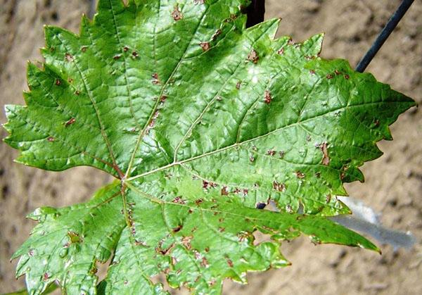 anthracnose blad