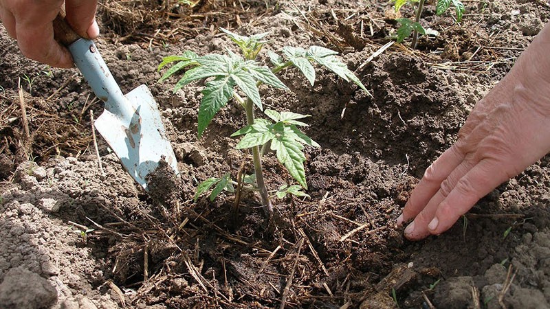 zaailingen verplanten