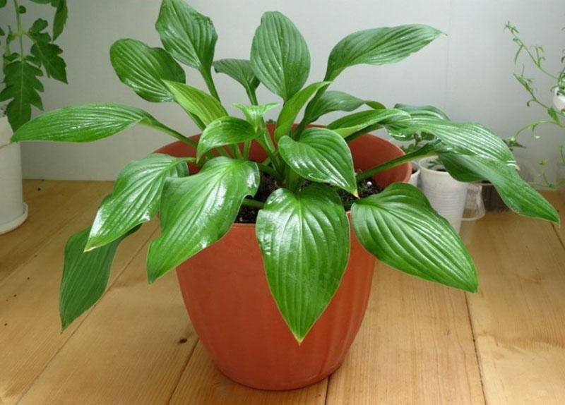 hosta planten en verzorgen in een pot