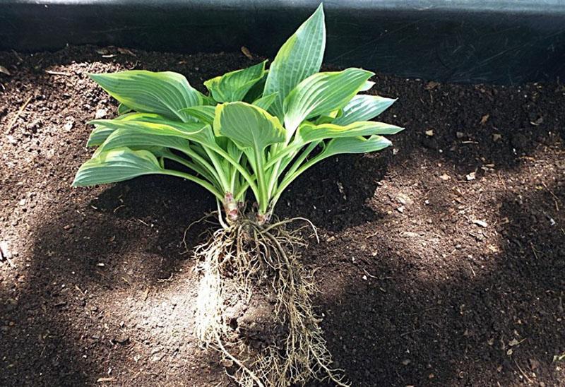 hosta boarding en zorg op tijd