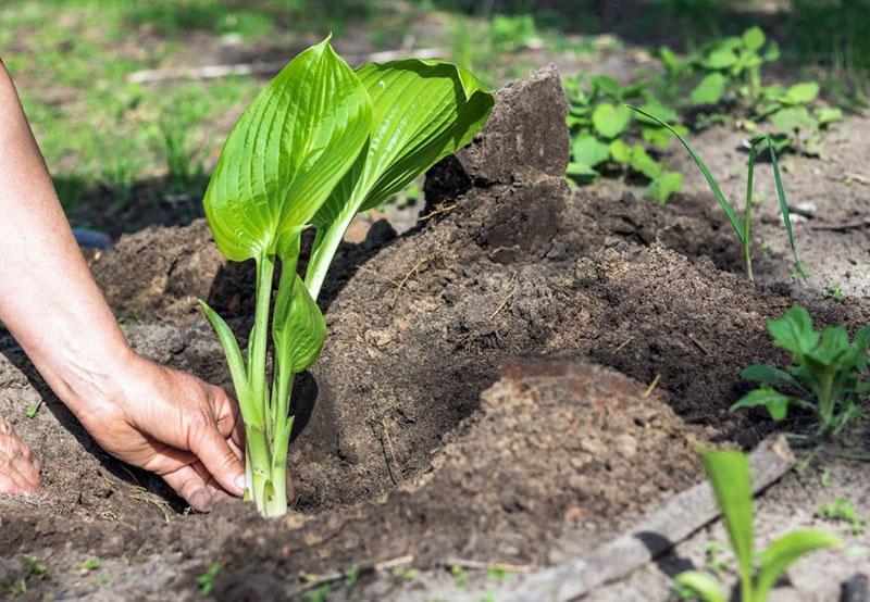 hosta planten en verzorgen van een vaste plant