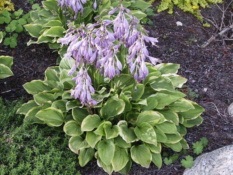 hosta bloeit