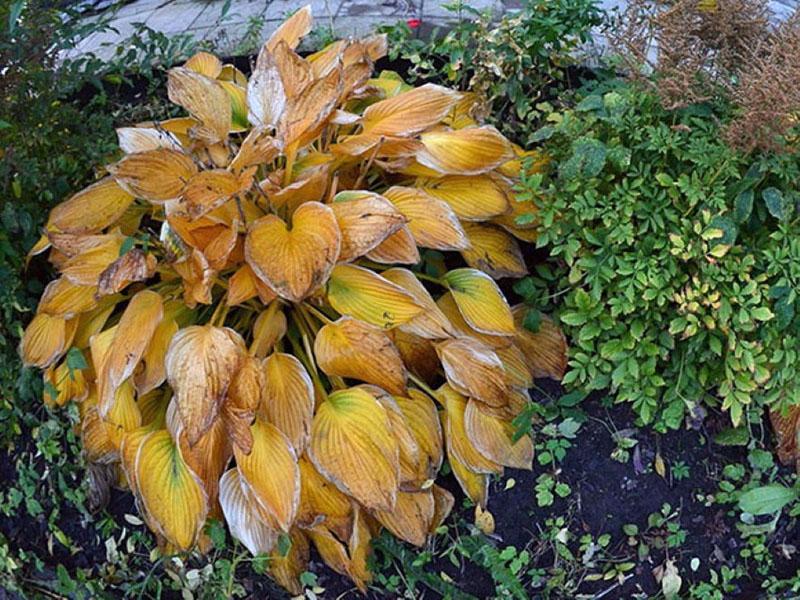 hosta in de herfst