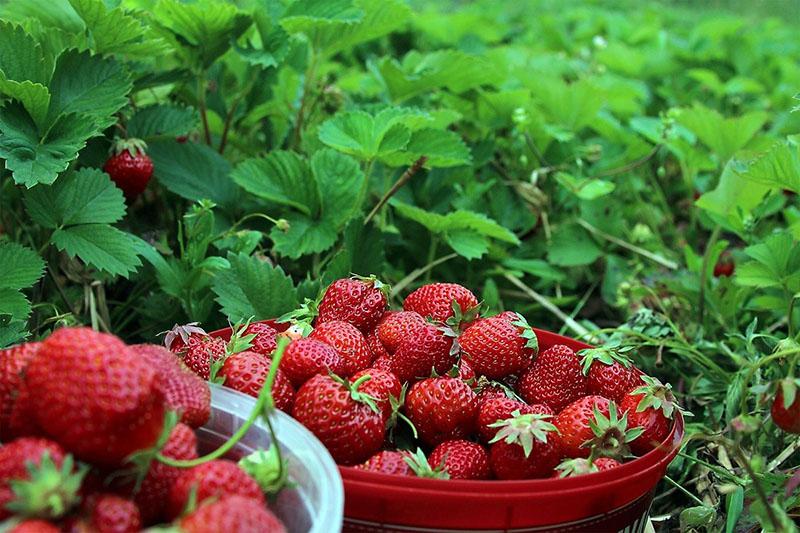 aardbeien na het aanbrengen van gibberelline