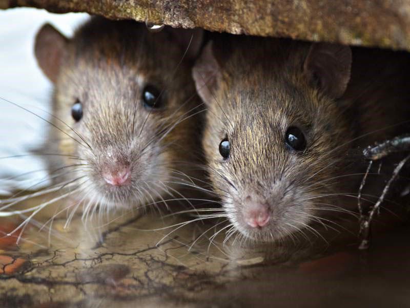 de impact van zwavelbommen op knaagdieren