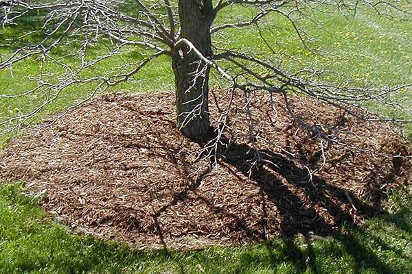 kippenpoep rond de boom