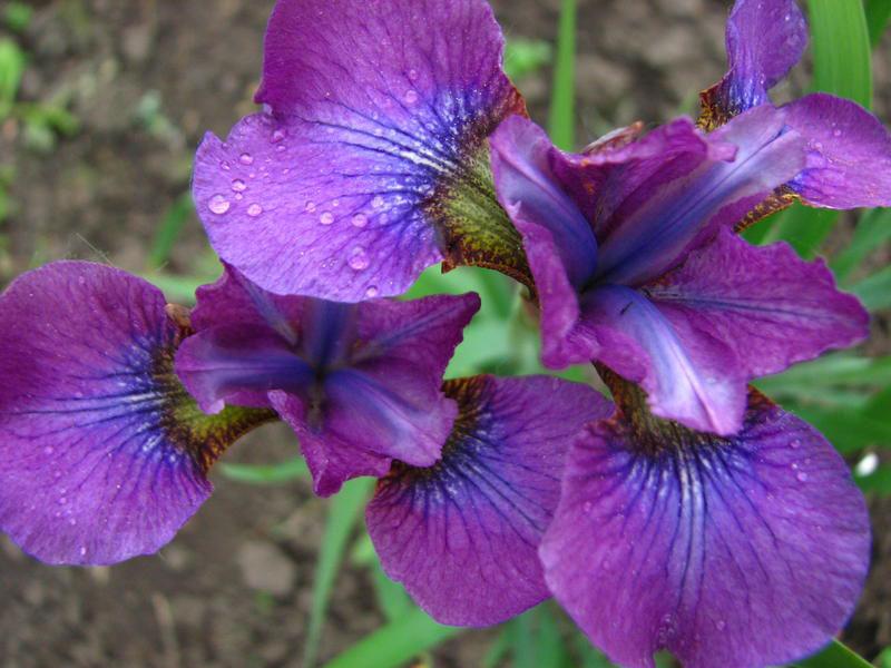 Sibirska Iris Hubbard