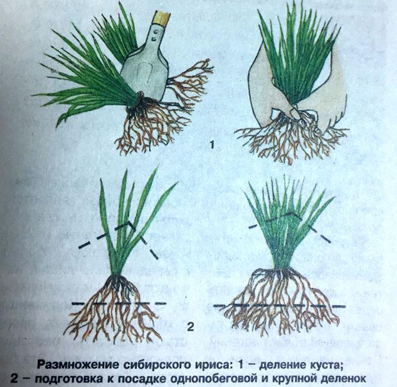 uzgoj sibirske perunike