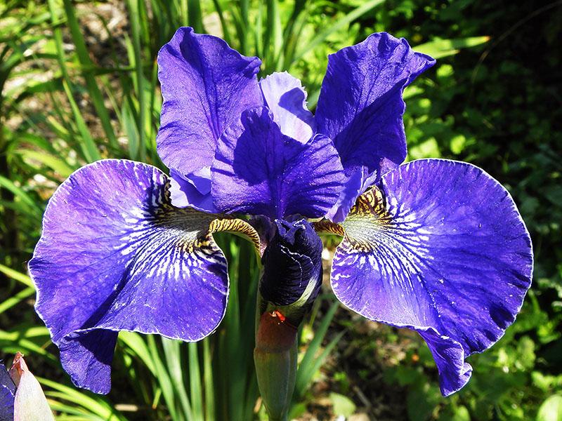 iris Ruffled Plus