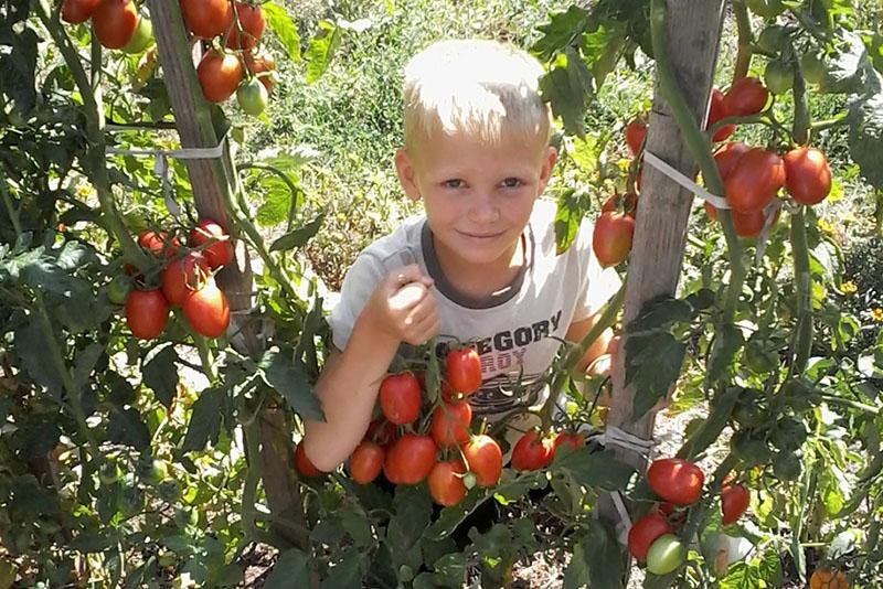 tomaten op het bed van Rosum