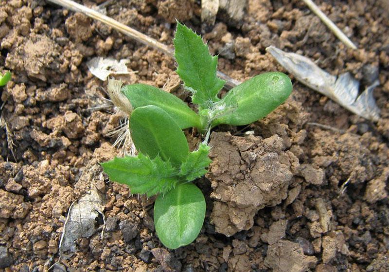 het kweken van honingplanten in een bijenstal