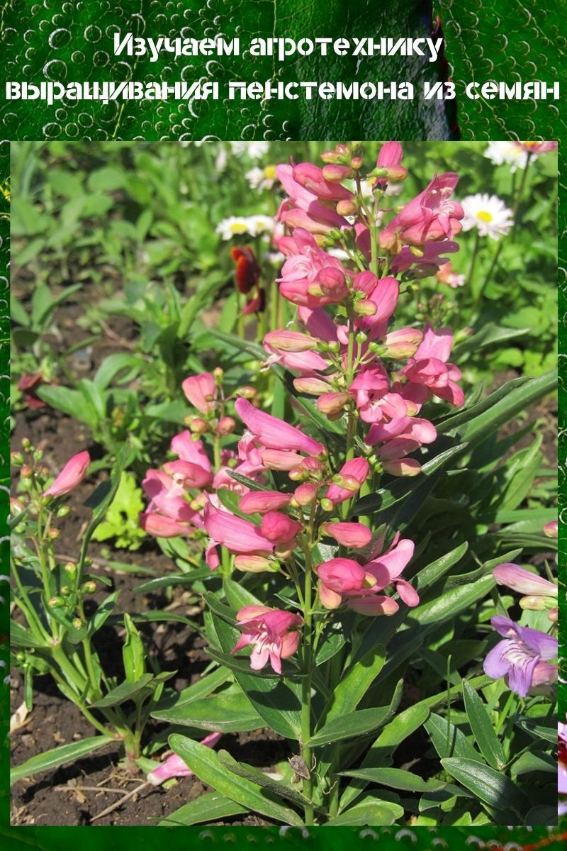 penstemon uit zaad laten groeien