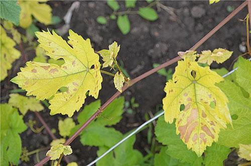 Chlorose van druivenbladeren