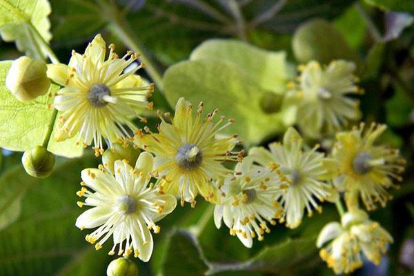 geneeskrachtige lindebloemen