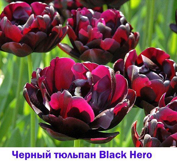 Zwarte tulp Black Hero