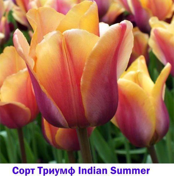 Tulp Triumph Indian Summer