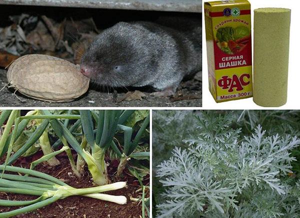 planten in de strijd tegen spitsmuis