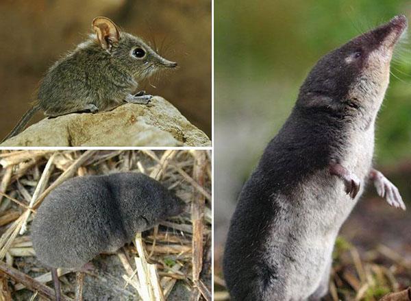 hoe om te gaan met een spitsmuis in de tuin