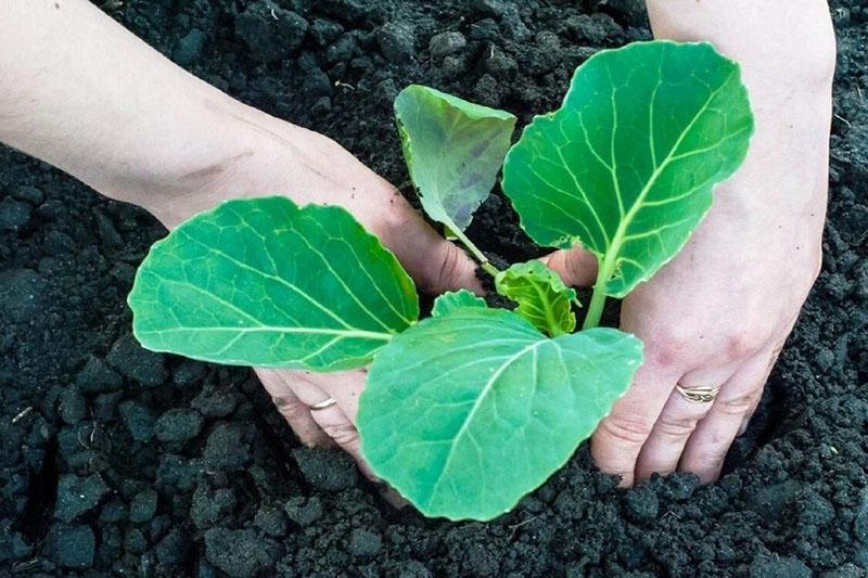 grondbewerking voor het planten van zaailingen