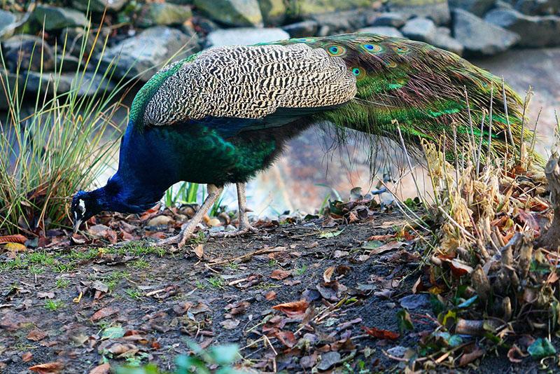 pauwen die in het wild eten