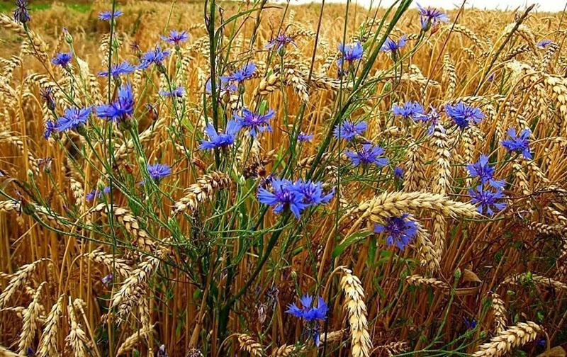 korenbloem in een tarweveld