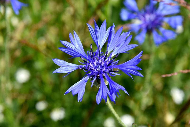 helder bloeiende korenbloem