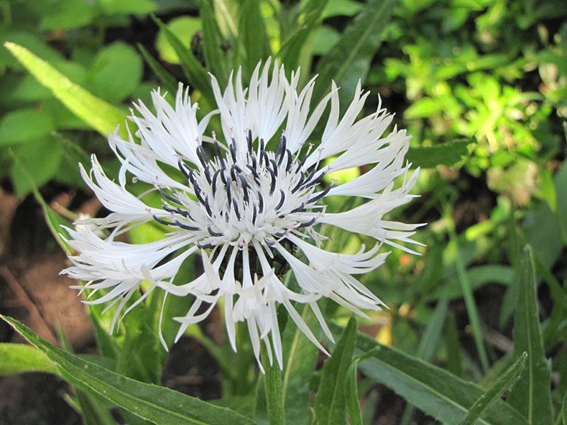 witte korenbloem