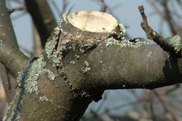 lichte schade aan de boom door korstmos