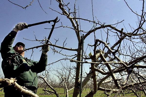 preventief snoeien van appelbomen