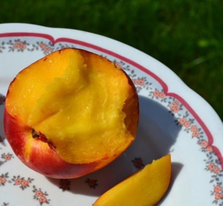 pruimen nectarine