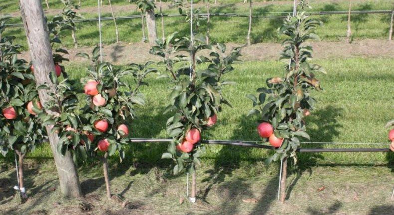 zuilvormige appelbomen