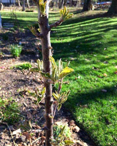 hoe een zuilvormige appelboom te snoeien?