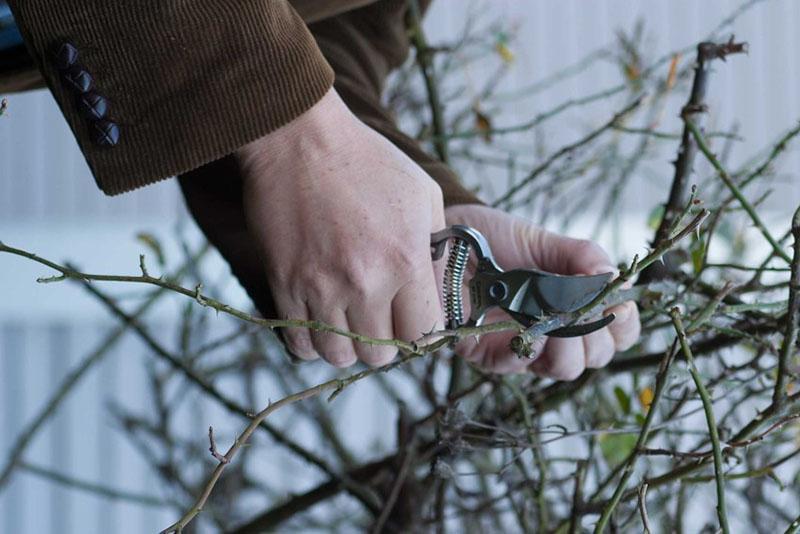 de noodzaak voor het snoeien van rozen in de herfst