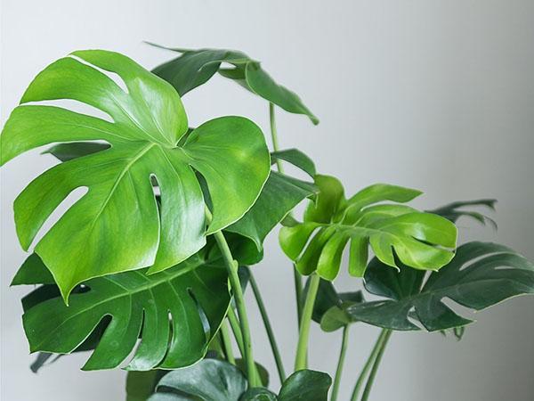 monstera gurman