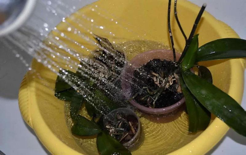 hoe orchideeën water te geven met de warme douche-methode?