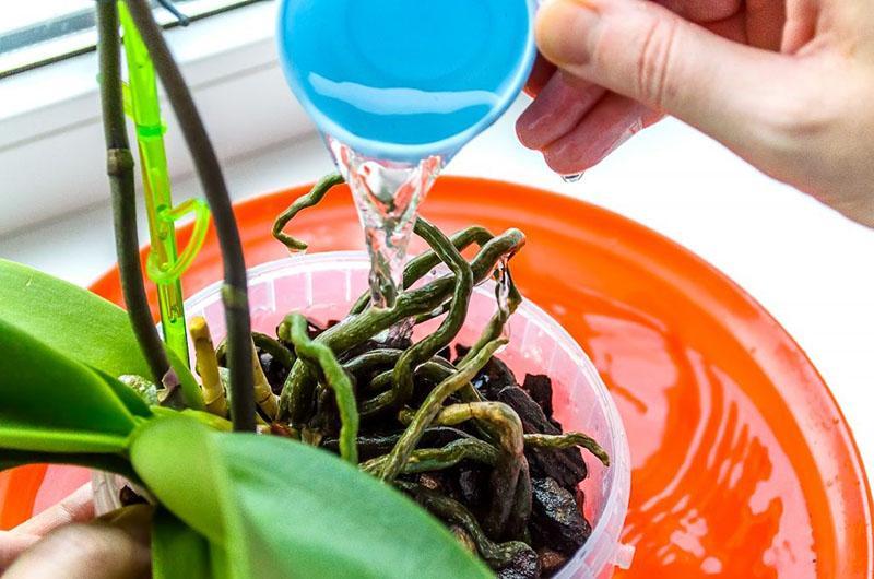 hoe orchideeën water te geven tijdens de rustperiode?