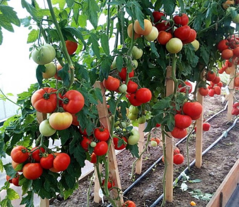 welke tomaten in de kas planten?