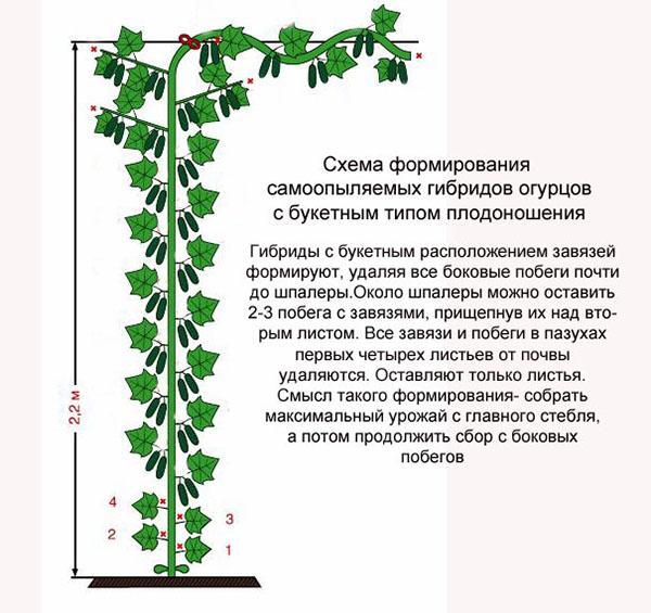 stvaranje samooplodnih hibrida