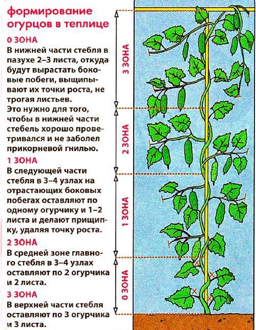 stvaranje krastavaca u stakleniku