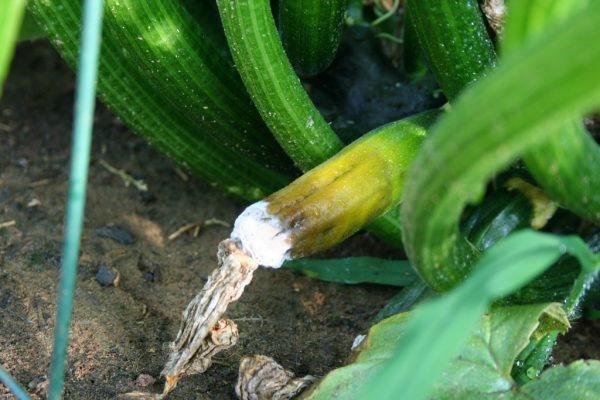 courgette fruit rot