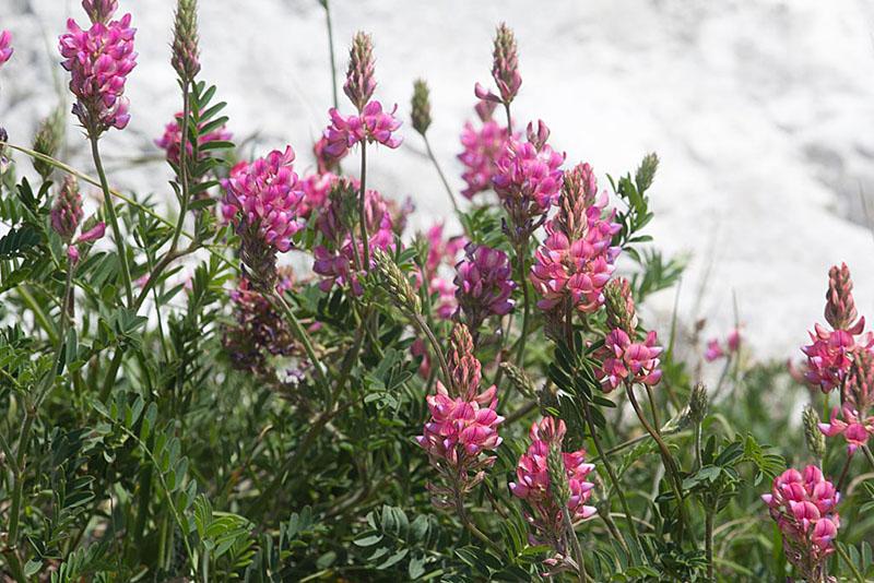 sainfoin