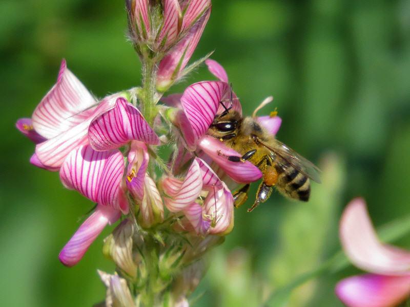 verzamelen van nectar door bijen