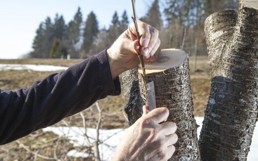 cijepljenje stabla jabuke za koru korak po korak