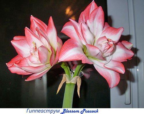 Hippeastrum Blossom Pcacock